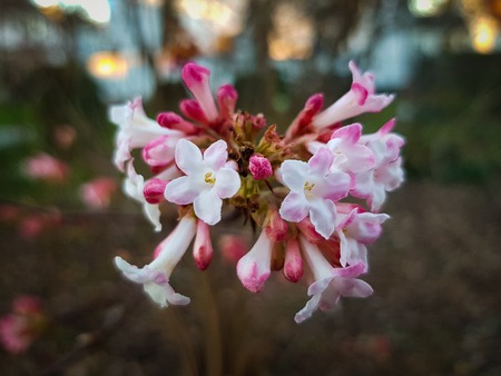 Close up of Colorful and fresh red and white blossoms in springの写真素材