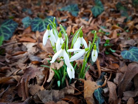 Close up of daffodils growing trough the cover of dry leaves in springの写真素材