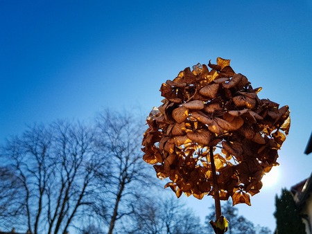 Close up of a big blossom during sunshine, the blue sky and leafless trees in the backの写真素材