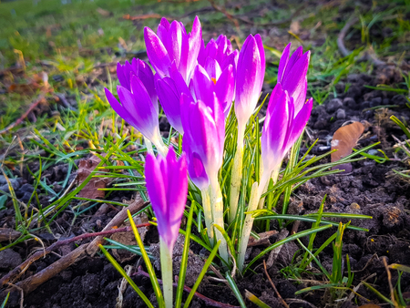 Close up of purple crocus flowers in spring on green grassの写真素材