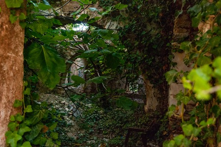 Walls of an old building taken back by natureの写真素材
