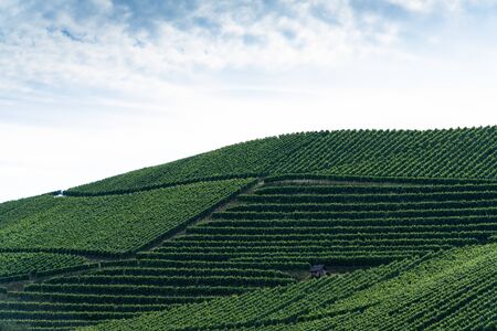 A big pattern of a vineyard on a hill, the the blue cloudy sky above