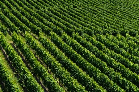 Accurate straight of a vineyard leading from one corner to the other- agriculture - angled viewの写真素材