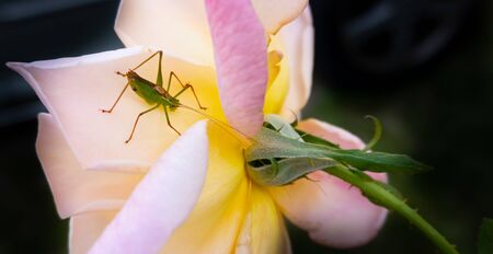 A green grasshopper on a rose flower head - close upの写真素材