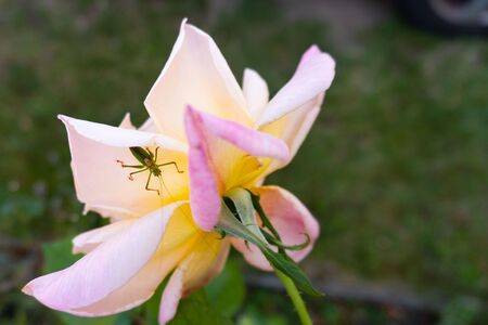 A green grasshopper on a rose flower head - close upの写真素材