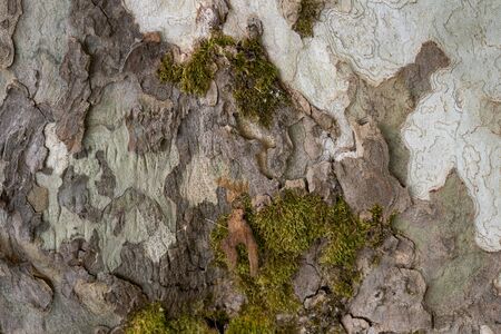A tree with a camouflage lookの写真素材