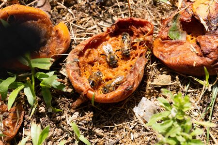 Close up of bees on an apricot on the green grassの写真素材
