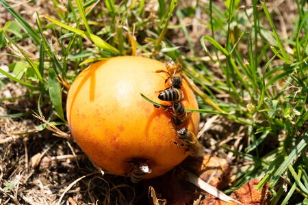 Close up of bees on an apricot on the green grassの写真素材