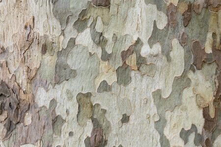 A tree with a camouflage lookの写真素材