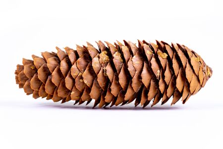 A brown fir cone isolated on white backgroundの写真素材