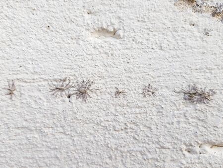 A white wall with plant roots on itの写真素材