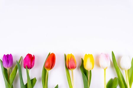 Colorful tulips laying in a row with on white background with copy spaceの写真素材