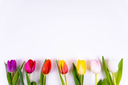 Colorful tulips laying in a row on white background with copy spaceの写真素材