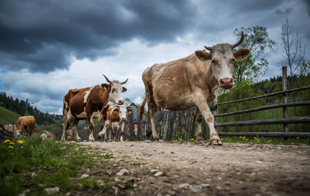 The cows going home after the hard day in village