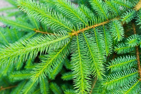 Detail of fresh spruce branch. Young green shoots of spruce in the spring.