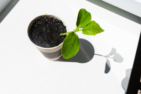 Seedlings of cucumber on the windowsill. Selective focus. Cucumber seeds. Gardening