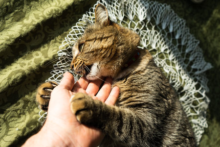 cat in the home interior on the table. The cat bites and hugs the handの写真素材