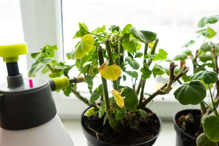 geraniums in pots on the windowsill. cut stems of geranium flower prepared for winter hibernation. spraying flowersの写真素材