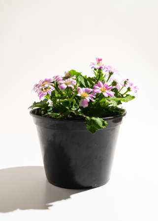 flower cineraria in pot on white background.の写真素材