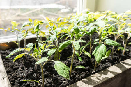 Many green tomato plants in seedling tray on the windowsill grown for the garden.の写真素材