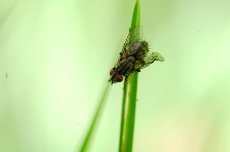 Macro of fly on the straw on light green backgroundの写真素材