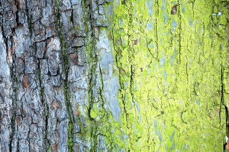 background of tree bark, horizontally framed shotの写真素材