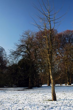 snowy cardiff park with tree and blue ski, vertically framed pictureの写真素材