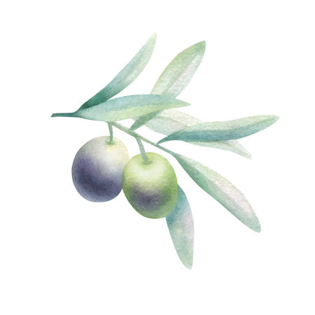 Olive branch with leaves and fruits in realistic style. Hand drawn botanical watercolor isolated illustration with green and black olives. Drawing for food oil production, label design or invitations.の写真素材