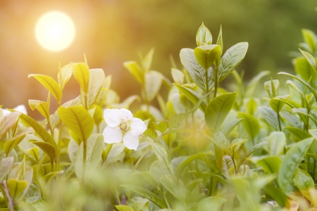 Close-up tea bud and leaves in Tea plantations in the sunshineの写真素材
