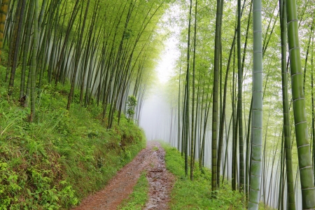 quiet road road in the bamboo forest in the mountainsの写真素材