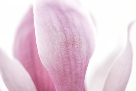 Yulan Magnolia  Petal Backgroundの写真素材
