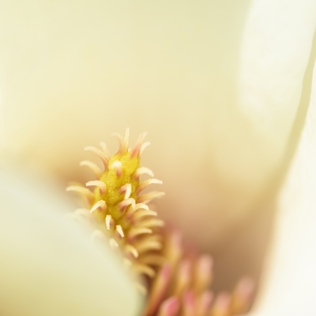 Yulan Magnolia  Petal Backgroundの写真素材