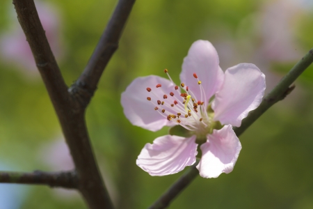 Pink plum blossomsの写真素材