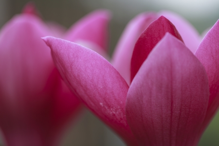 Yulan Magnolia  Petal Backgroundの写真素材