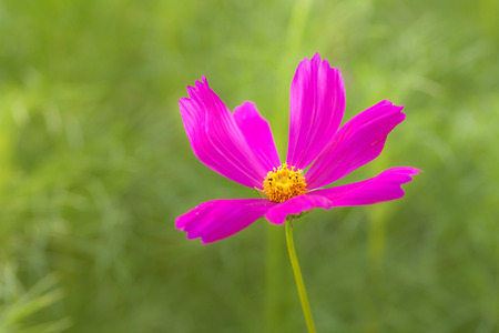 Close-up Cosmos Floral Flower Background designの写真素材