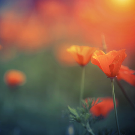 Orange california poppy with space for your designの写真素材
