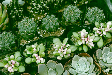 Close up of succulent plantsの写真素材