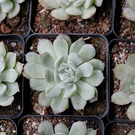 Close up of succulent plantsの写真素材