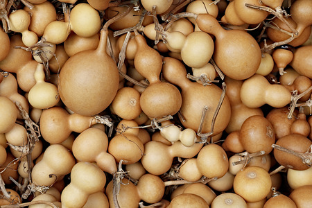 Calabash bottle gourdの写真素材