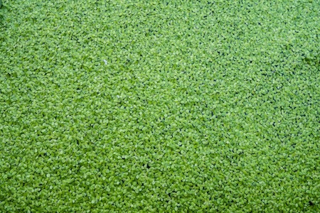 Green leaf backgroundの写真素材