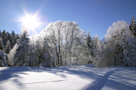 sunny winterの写真素材