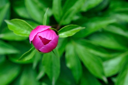 A  bud against natural green backgroundの写真素材