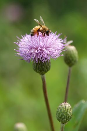     Honey bees is hard work                                の写真素材