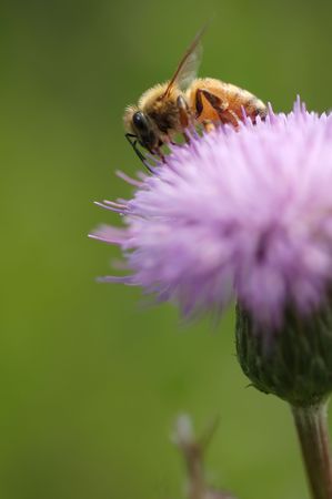   Bee at work on thistle                              の写真素材