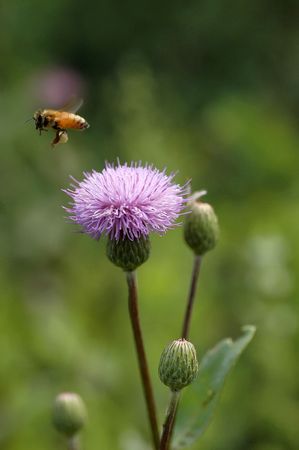    Honey bees is hard work                             の写真素材