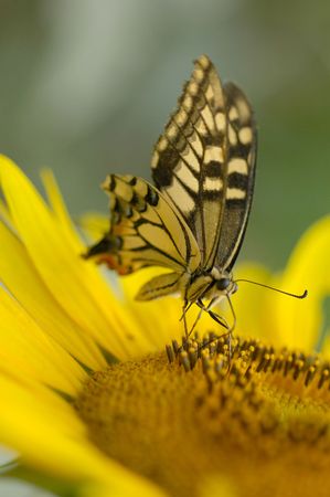 Close up shot of beautiful butterfly                                         の写真素材