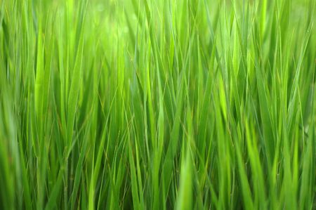  Lush spring bright and saturated green grass background                               の写真素材