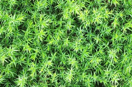 Grass formed a pretty background pattern                                の写真素材
