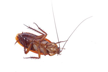A dead cockroach on a white backgroundの写真素材