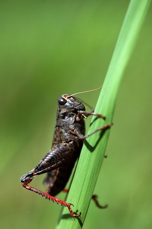   Grasshopper sitting on a blade of grass like vegetation.                              の写真素材
